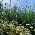 Daniel Schembri - @daniel.schembri.359 - Instagram