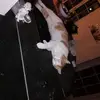 daanelie - @danielschenker686 - TikTok