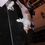 Daniel Schenker - @dani36el - Instagram