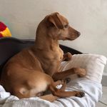 Danielschiano - @danielschiano5 - Instagram