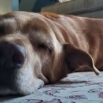Daniel Schiavone - @daniel.schiavone.73 - Instagram