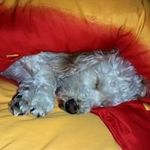 Daniel Schilling - @horschti123456 - Instagram