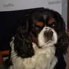danielschmal6 - @danielschmal6 - TikTok