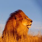 Daniel Schwager - @daktari00 - Instagram
