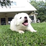 Daniel Seals - @danielseals40 - Instagram