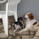 Daniel Selvaggi - @selvaggidaniel - Instagram
