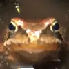 Danielsen den store - @danielsen_den_store - TikTok