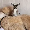 Daniel - @daniel.senn4 - TikTok
