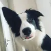 Daniel Serio - @daniel.serio1 - TikTok