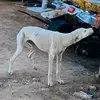Mastah's kennel69 - @danielsetoto - TikTok