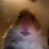 Daniel Sheeran - @danielsheeran8 - TikTok