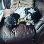 Daniel sheils - @danielsheils2021 - Instagram
