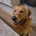 Daniel Sheldon - @daniel.sheldon.73 - Instagram