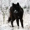 Daniel Sheppard - @daniel.sheppard4 - TikTok
