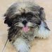 Daniel The Shiu Tzu - Facebook
