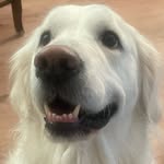 Daniel Shivers - @danielshivers2010 - Instagram