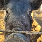 Daniel Isaiah Anaya - @daniel_shows_ffa - Instagram