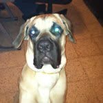 @danielshr - Instagram