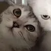 Danya - @daniela.shulman - TikTok