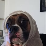 Daniel Siebert - @daniel.siebert.716 - Instagram