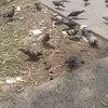 Daniel Hsieh - @daniel.hsieh5 - TikTok