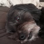 Daniel Sitko Rocha - @danielsitkorocha - Instagram