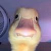 danielsova36 - @danielsova36 - TikTok