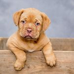 Daniel Spangler - @epicpuppyphotography - Instagram