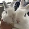 daniellespeckhart - @daniellespeckhart - TikTok
