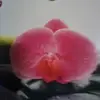 Daniela Spieker - @danielaspieker - TikTok