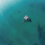 @danielspongeboots - Instagram