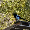 Daniel-Spooner - @fishn2day420 - TikTok