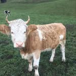 Daniel Sprecher - @danielsprecher - Instagram