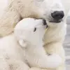 Eisbär 😁 - @danielastaab - TikTok