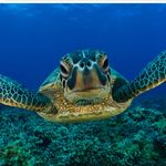 Daniel Stanescu - @danielsonhudson - Instagram