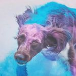 Daniel Steele - @daniel_and_dogs - Instagram