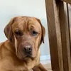 Danielle Stoltzfus - @daniellestoltzfus - TikTok