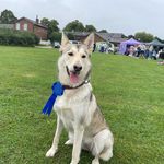 Daniel Stott - @playfulastra_wolfdog - Instagram