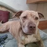 Daniel Stottlemyer - @harleybeast2023 - Instagram