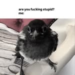 Daniel Straka - @merakli_who - Instagram
