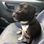 Daniel Strauch - @honeythestaffbull - Instagram