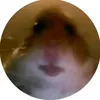hamster team - @daniel_stream - TikTok