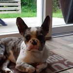 daniel streiff - @streiff_daniel - Instagram