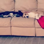 Daniel Strong - @tacoboutit1013 - Instagram
