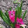 Mary Daniel Stubblefield - @mary.daniel.stubb - TikTok