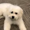 Danielle Stoddard - @daniellestoddard2 - TikTok