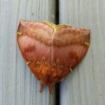 Timothy Daniel Surface - @timothydanielsurface - Instagram