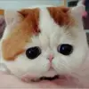 Daniel_Szeto - @Daniel_Szeto - TikTok