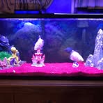 Daniel Szvetecz - Facebook