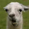 Daniel Szy - @daniel849a - TikTok